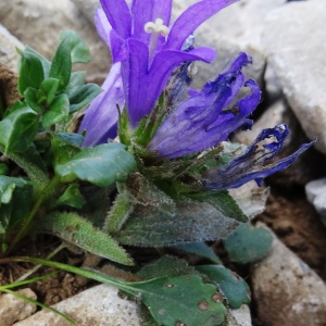 Campanula glomerata L. (Campanule à fleurs agglomérées)