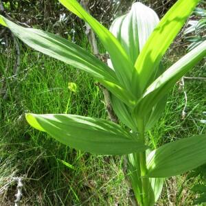 Photographie n°2467500 du taxon Veratrum album L. [1753]