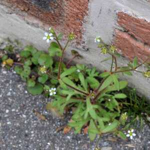 Photographie n°2467550 du taxon Saxifraga tridactylites L.