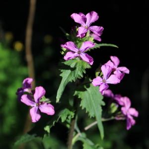 Photographie n°2467554 du taxon Lunaria annua L.