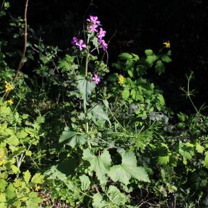 Photographie n°2467557 du taxon Lunaria annua L.