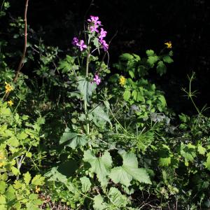 Photographie n°2467558 du taxon Lunaria annua L.