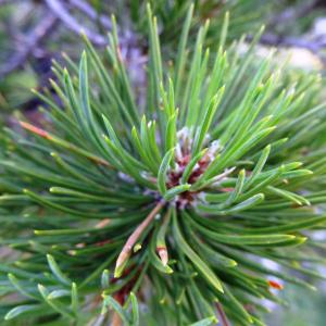 Photographie n°2467600 du taxon Pinus mugo subsp. uncinata (Ramond ex DC.) Domin [1936]