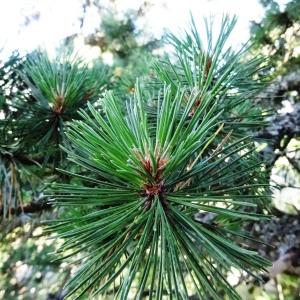 Photographie n°2467601 du taxon Pinus mugo subsp. uncinata (Ramond ex DC.) Domin [1936]