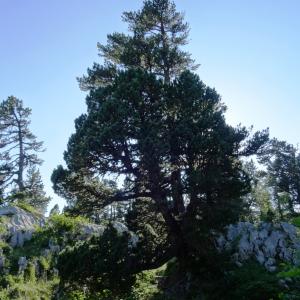Photographie n°2467603 du taxon Pinus mugo subsp. uncinata (Ramond ex DC.) Domin [1936]