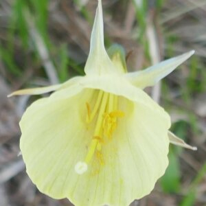 Photographie n°2467604 du taxon Narcissus gigas (Haw.) Steud. [1841]