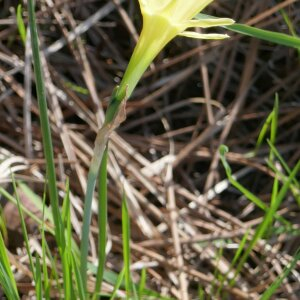 Photographie n°2467606 du taxon Narcissus gigas (Haw.) Steud. [1841]