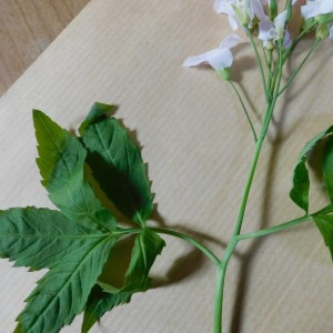 Photographie n°2467711 du taxon Cardamine heptaphylla (Vill.) O.E.Schulz