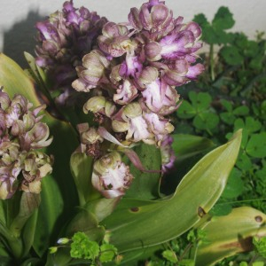 Photographie n°2467736 du taxon Himantoglossum robertianum (Loisel.) P.Delforge [1999]