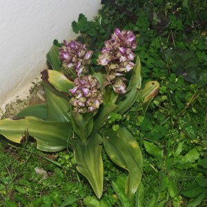 Photographie n°2467737 du taxon Himantoglossum robertianum (Loisel.) P.Delforge [1999]