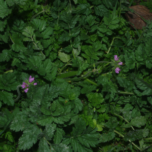 Photographie n°2467738 du taxon Erodium moschatum (L.) L'Hér. [1789]