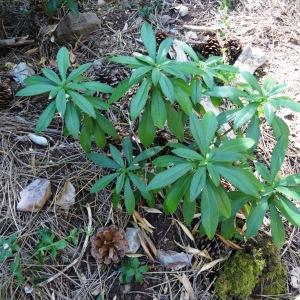 Photographie n°2467797 du taxon Daphne laureola L.