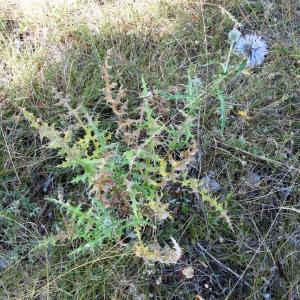 Photographie n°2467821 du taxon Echinops ritro L.