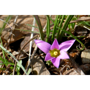 Romulea insularis Sommier (Romulée de Revelière)