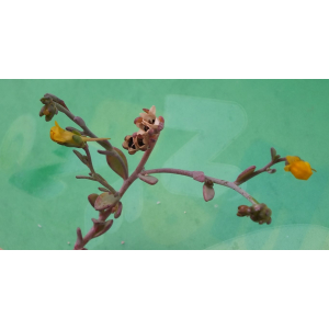 Linaria flava subsp. sardoa (Sommier) A.Terracc. (Linaire de Sardaigne)
