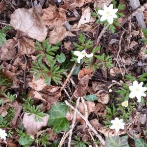 Photographie n°2467863 du taxon Anemone nemorosa L. [1753]