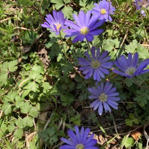 Photographie n°2467886 du taxon Anemone blanda Schott & Kotschy [1854]