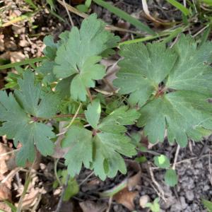 Photographie n°2467887 du taxon Anemone blanda Schott & Kotschy [1854]