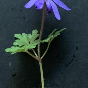 Photographie n°2467889 du taxon Anemone blanda Schott & Kotschy [1854]