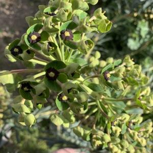 Photographie n°2467909 du taxon Euphorbia characias L.