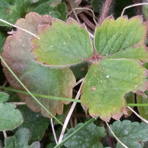 Photographie n°2468005 du taxon Potentilla sterilis (L.) Garcke [1856]