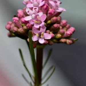 Photographie n°2468010 du taxon Valeriana tuberosa L. [1753]