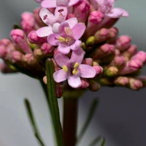 Photographie n°2468011 du taxon Valeriana tuberosa L. [1753]