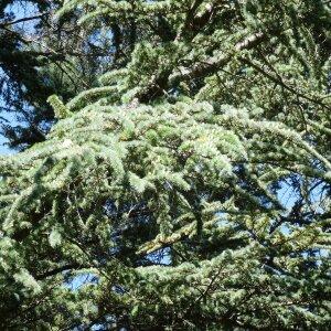 Photographie n°2468039 du taxon Cedrus atlantica (Manetti ex Endl.) Carrière [1855]