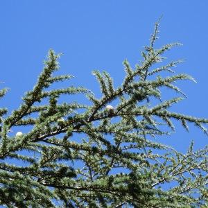 Photographie n°2468040 du taxon Cedrus atlantica (Manetti ex Endl.) Carrière [1855]