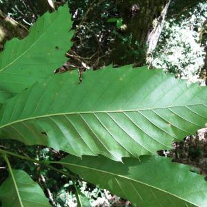 Photographie n°2468042 du taxon Castanea sativa Mill.