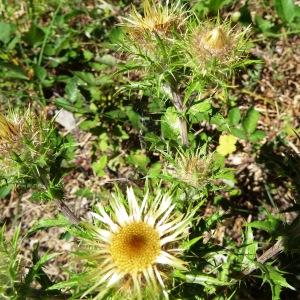 Photographie n°2468080 du taxon Carlina vulgaris L. [1753]