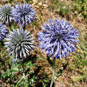 Photographie n°2468083 du taxon Echinops ritro L. [1753]