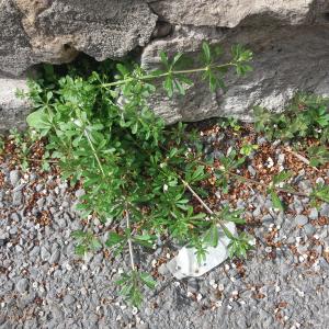 Photographie n°2468101 du taxon Galium aparine L.