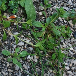 Photographie n°2468103 du taxon Cerastium glomeratum Thuill.