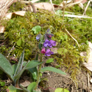 Photographie n°2468114 du taxon Pulmonaria L. [1753]