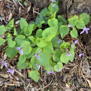 Photographie n°2468148 du taxon Viola canina L. [1753]