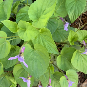 Photographie n°2468149 du taxon Viola canina L. [1753]