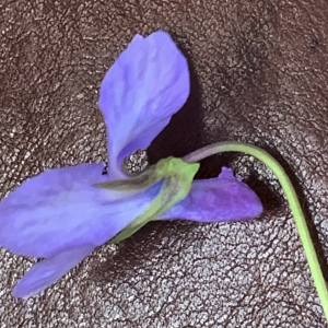  - Viola canina L. [1753]