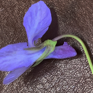  - Viola canina L. [1753]