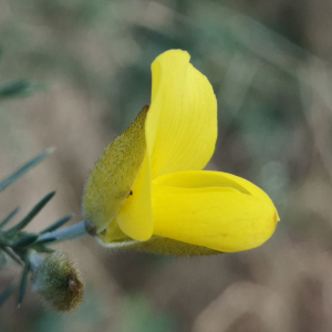 Photographie n°2468155 du taxon Ulex europaeus L. [1753]