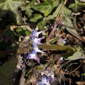 Photographie n°2468162 du taxon Borago officinalis L. [1753]