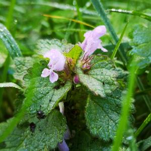 Photographie n°2468163 du taxon Lamium purpureum L. [1753]