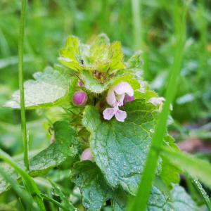 Photographie n°2468165 du taxon Lamium purpureum L. [1753]