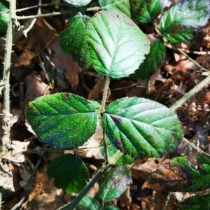 Photographie n°2468177 du taxon Rubus fruticosus L. [1753]