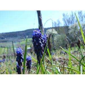 Muscari atlanticum Boiss. & Reut.