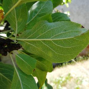 Photographie n°2468225 du taxon Malus domestica Borkh. [1803]