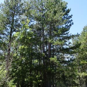 Photographie n°2468236 du taxon Pinus nigra J.F.Arnold [1785]
