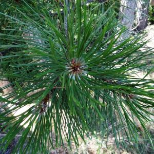 Photographie n°2468237 du taxon Pinus nigra J.F.Arnold [1785]