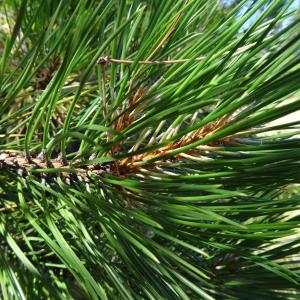 Photographie n°2468240 du taxon Pinus nigra J.F.Arnold [1785]