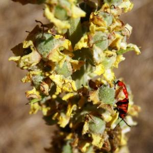 Photographie n°2468252 du taxon Verbascum lychnitis L. [1753]